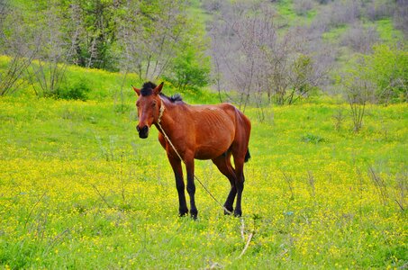 Mammal stallion horseback photo