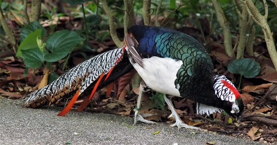 Feeding male animal