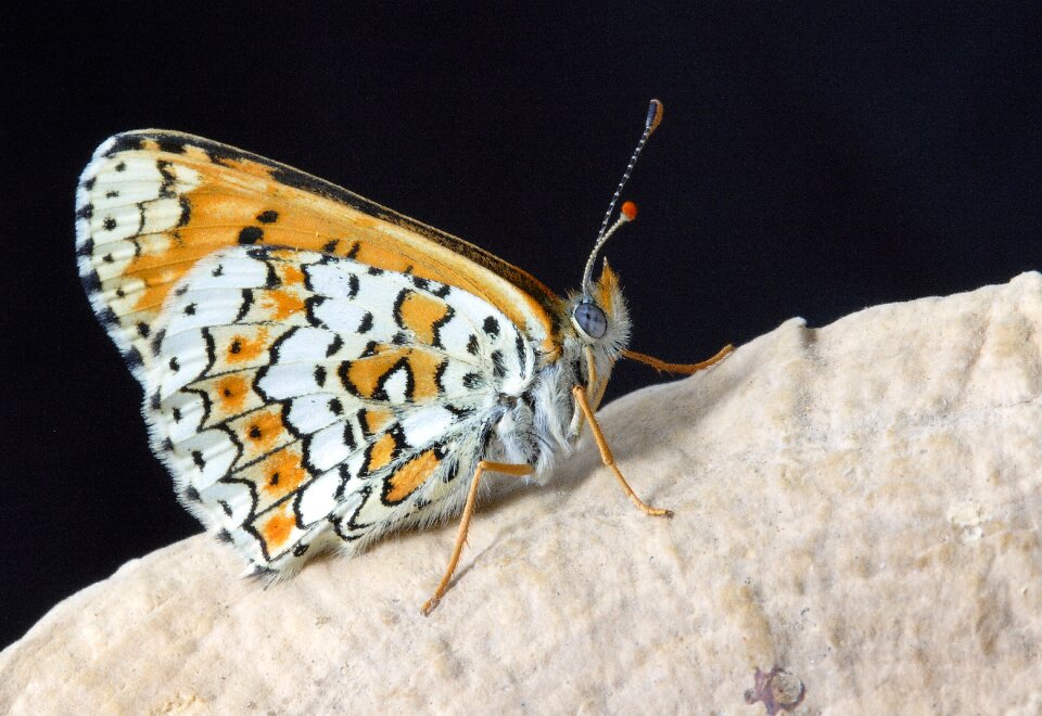 Insect nature wing