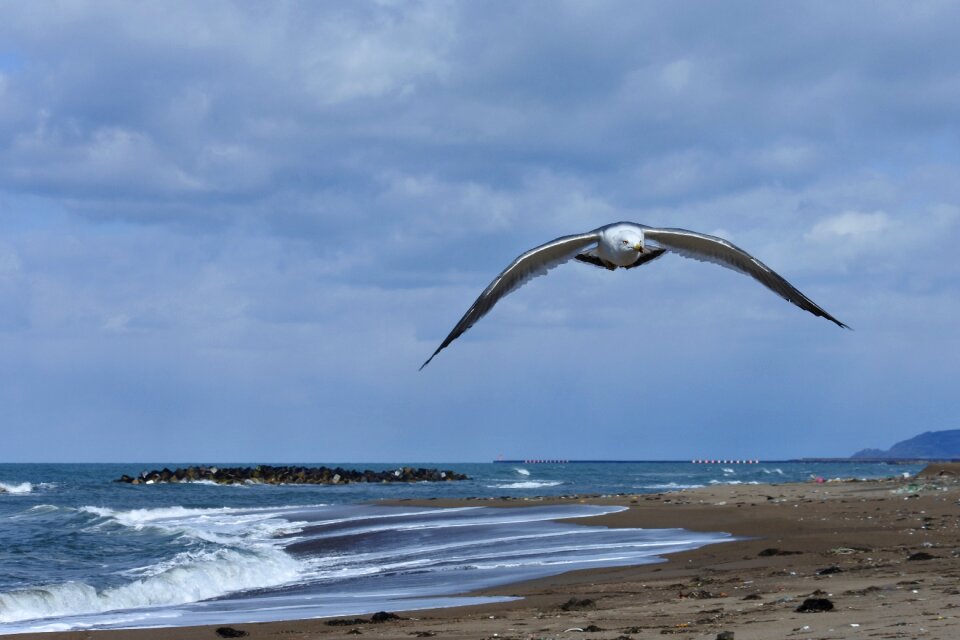 Sea beach wave photo