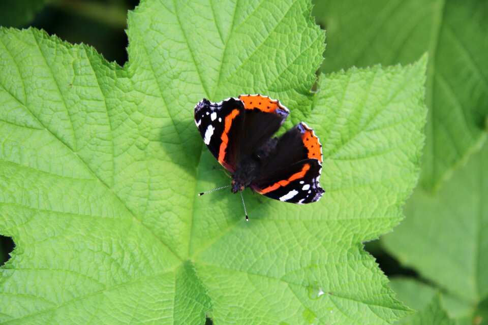 The butterfly on the leaf the butterfly on the rosenhallon leaves butterfly