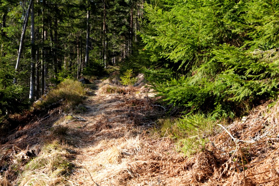 Kirchweg Northern Black Forest 2020-03-15 16