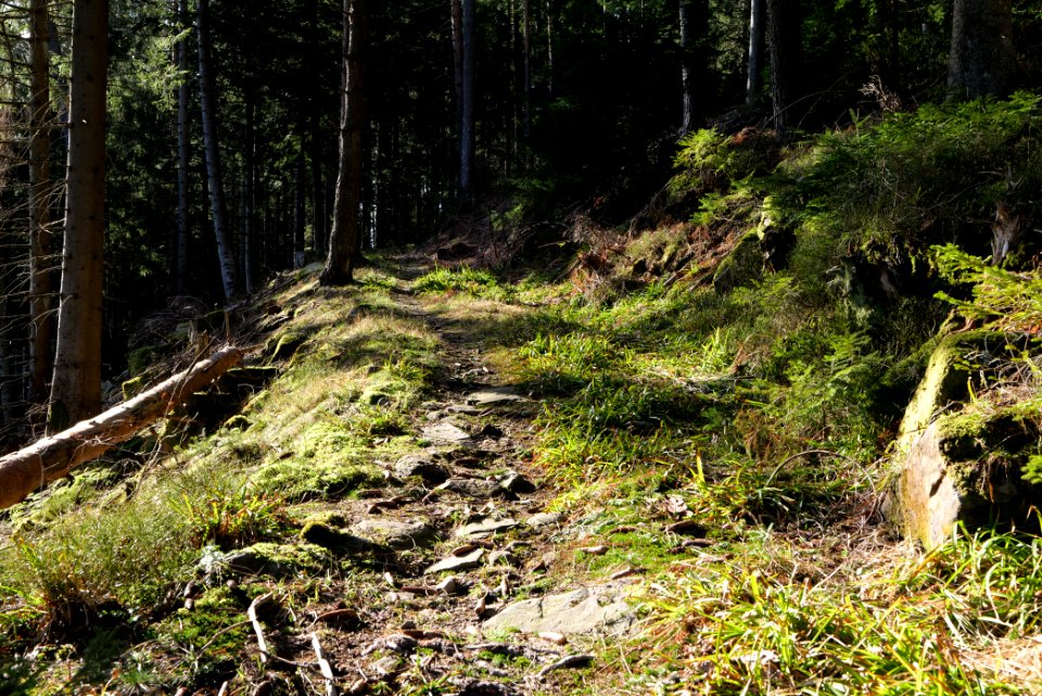 Kirchweg Northern Black Forest 2020-03-15 24