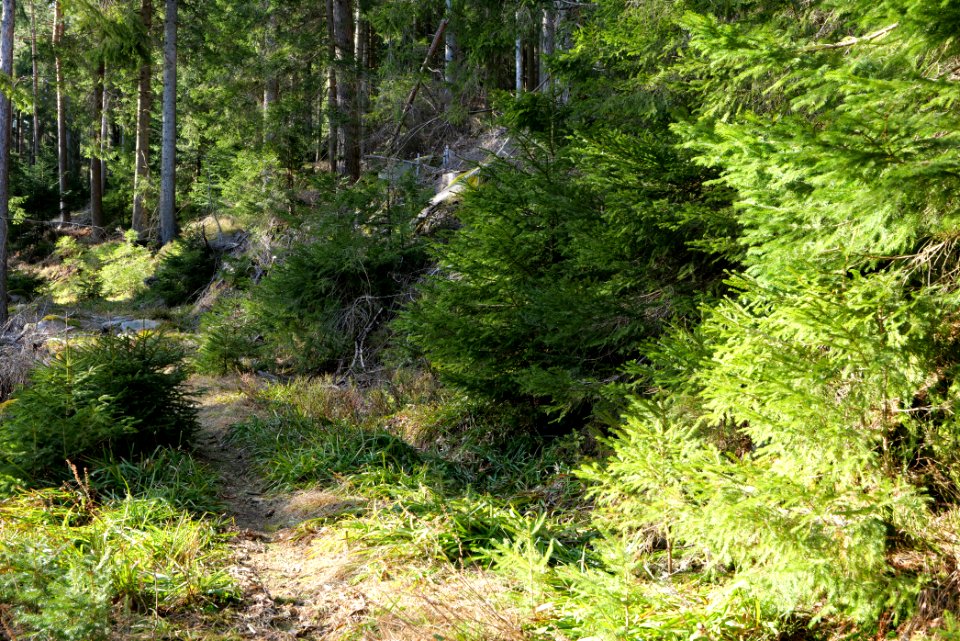 Kirchweg Northern Black Forest 2020-03-15 21