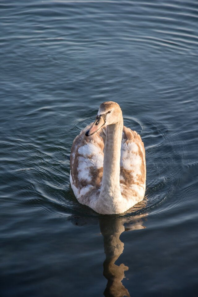 Water lake bird