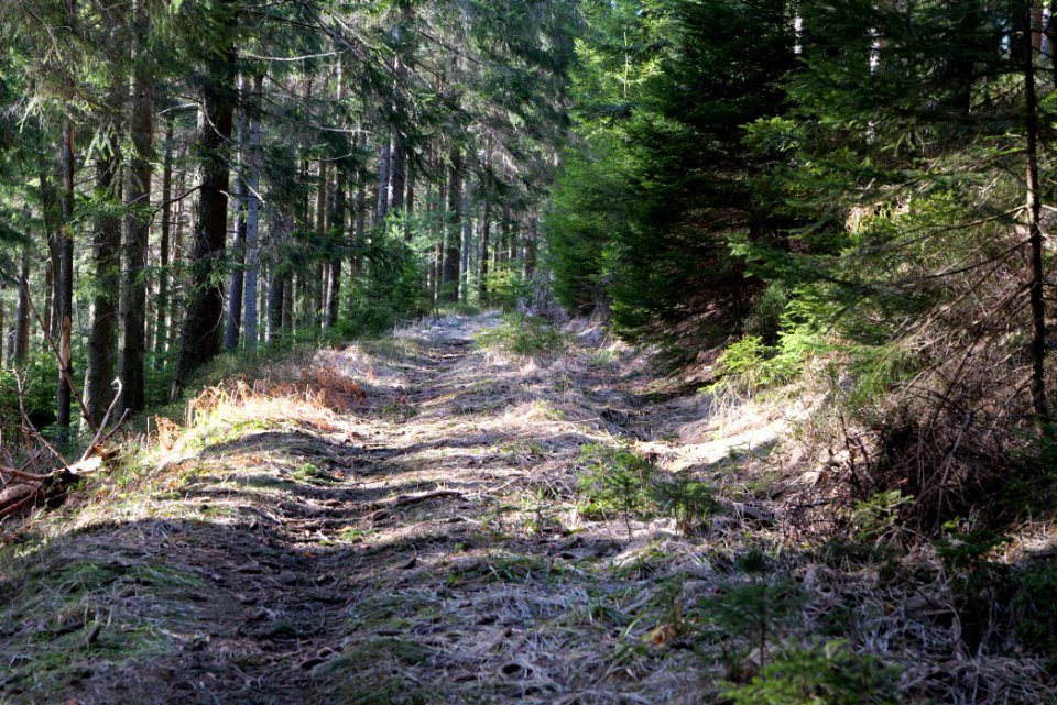 Kirchweg Northern Black Forest 2020-03-15 27