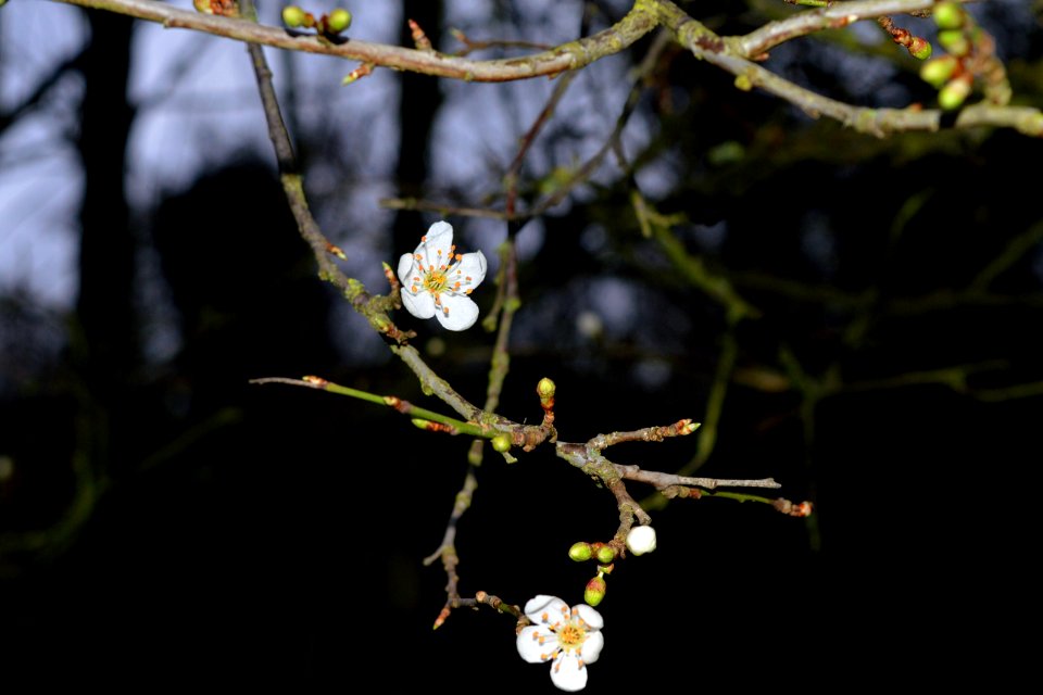 Kirschpflaume 2016-01-31 16-39-47