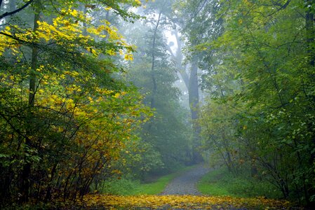 Magical climate autumn photo