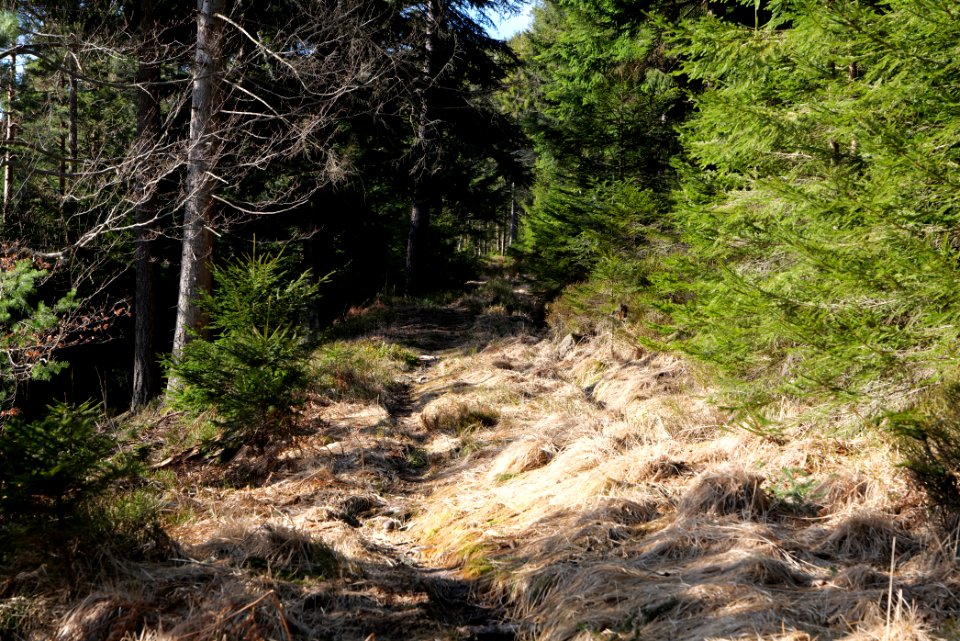 Kirchweg Northern Black Forest 2020-03-15 12
