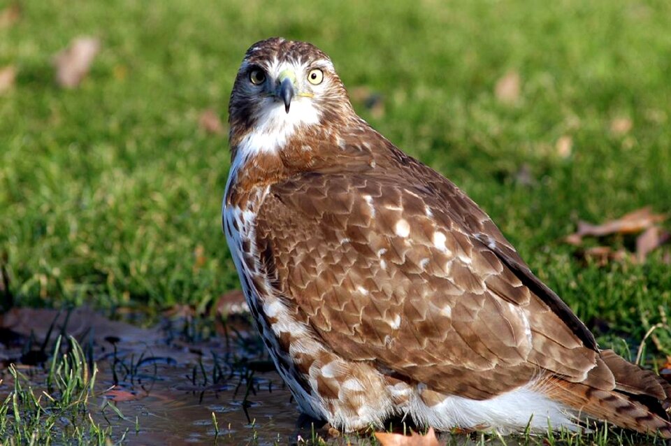 Wildlife looking hunter