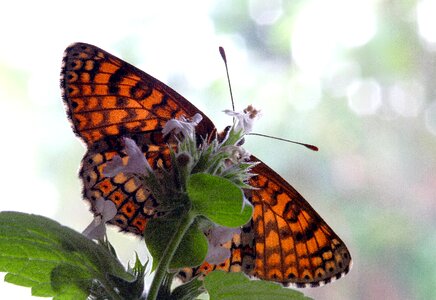 Insect nature wing