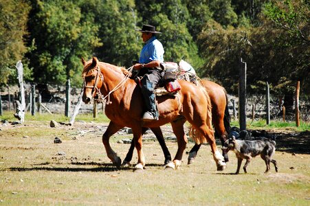 Horse cordillera cowboy