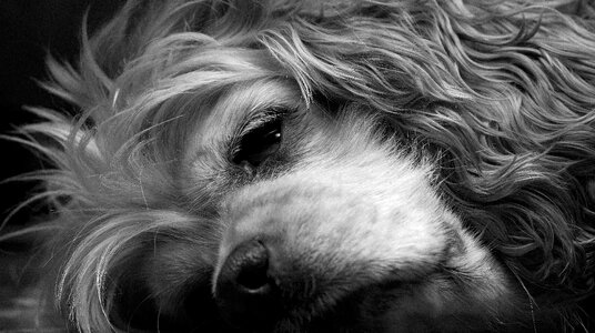 Gray dog gray sleep gray sleeping photo