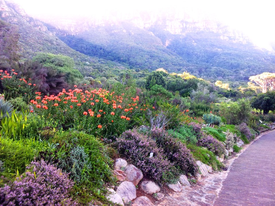 Kirstenbosch botanical garden - fynbos - cape town photo
