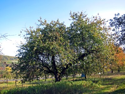 Kirsche Margetshöchheim, 2