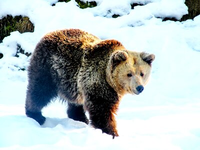 Winter teddy bear nature