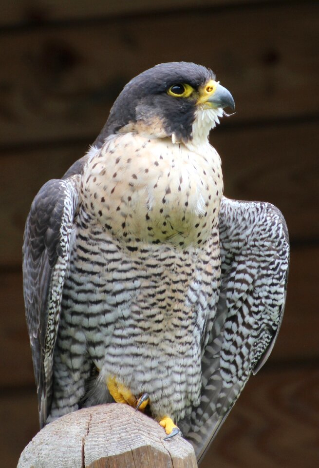 Wildlife perched post