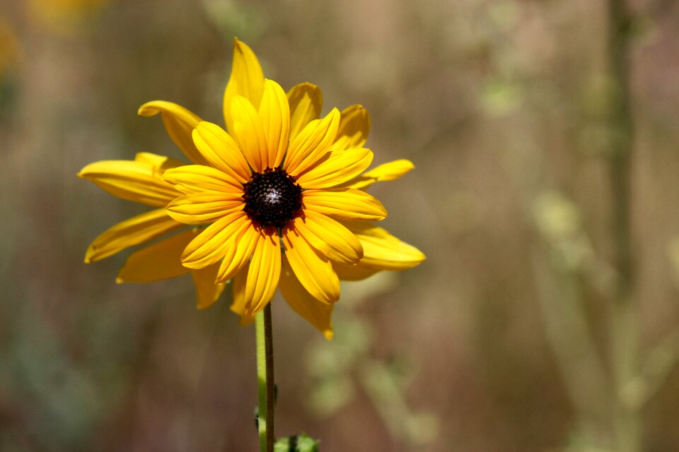 Yellow flowers nature blossom