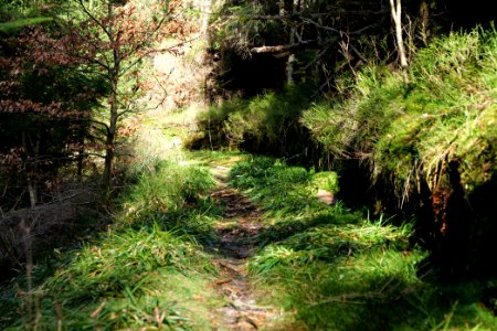 Kirchweg Northern Black Forest 2020-03-15 05