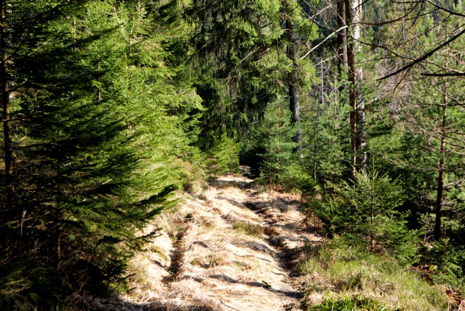 Kirchweg Northern Black Forest 2020-03-15 13
