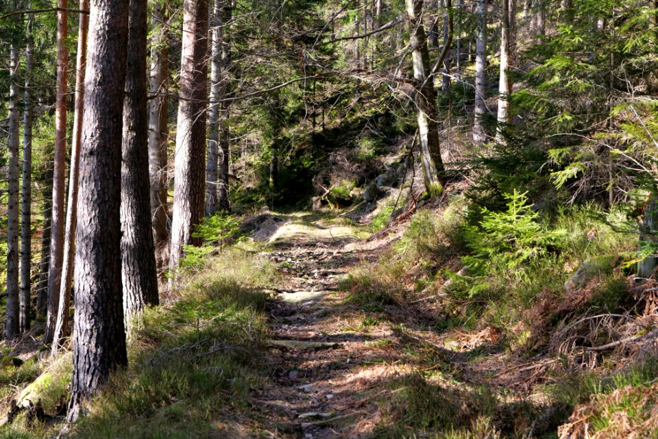 Kirchweg Northern Black Forest 2020-03-15 18