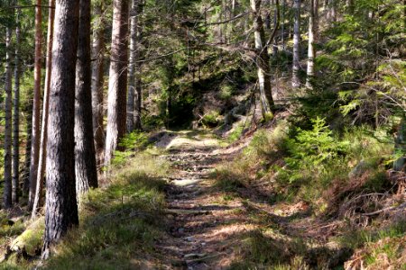 Kirchweg Northern Black Forest 2020-03-15 18