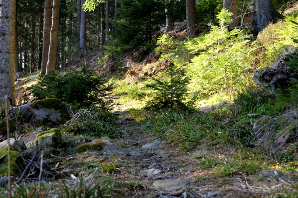 Kirchweg Northern Black Forest 2020-03-15 23