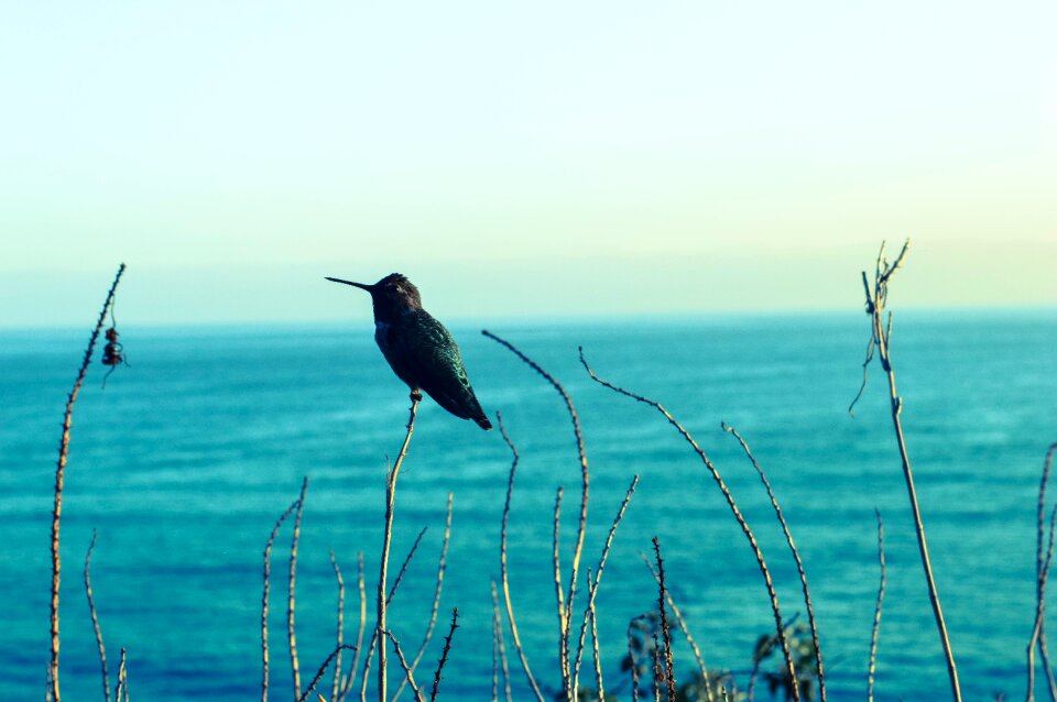 Hummingbird seaview blues