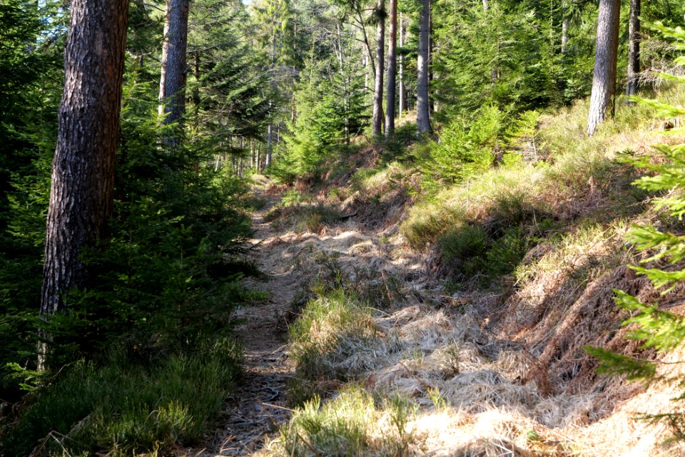 Kirchweg Northern Black Forest 2020-03-15 14