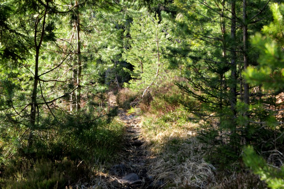 Kirchweg Northern Black Forest 2020-03-15 26