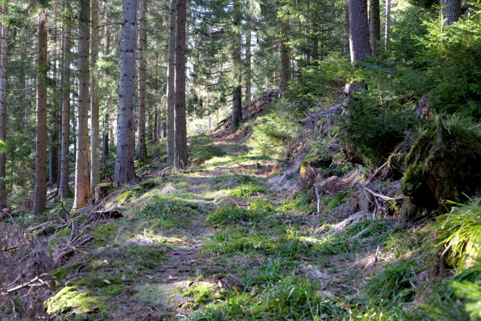Kirchweg Northern Black Forest 2020-03-15 25