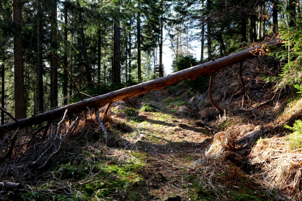 Kirchweg Northern Black Forest 2020-03-15 07