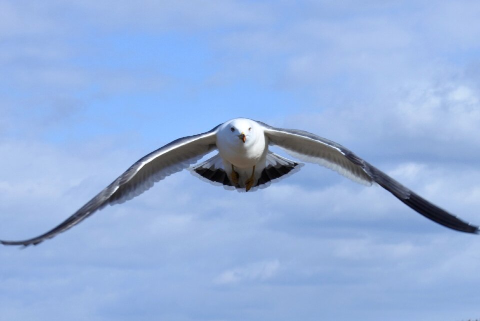 Sea gull seagull seabird