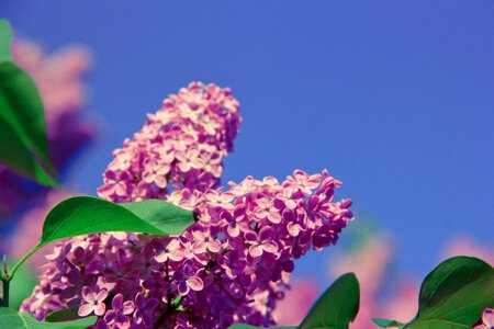 Nature spring health