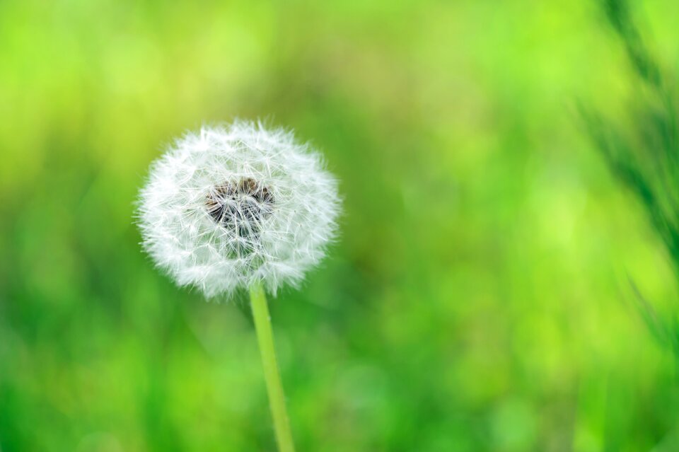 Natural plant green