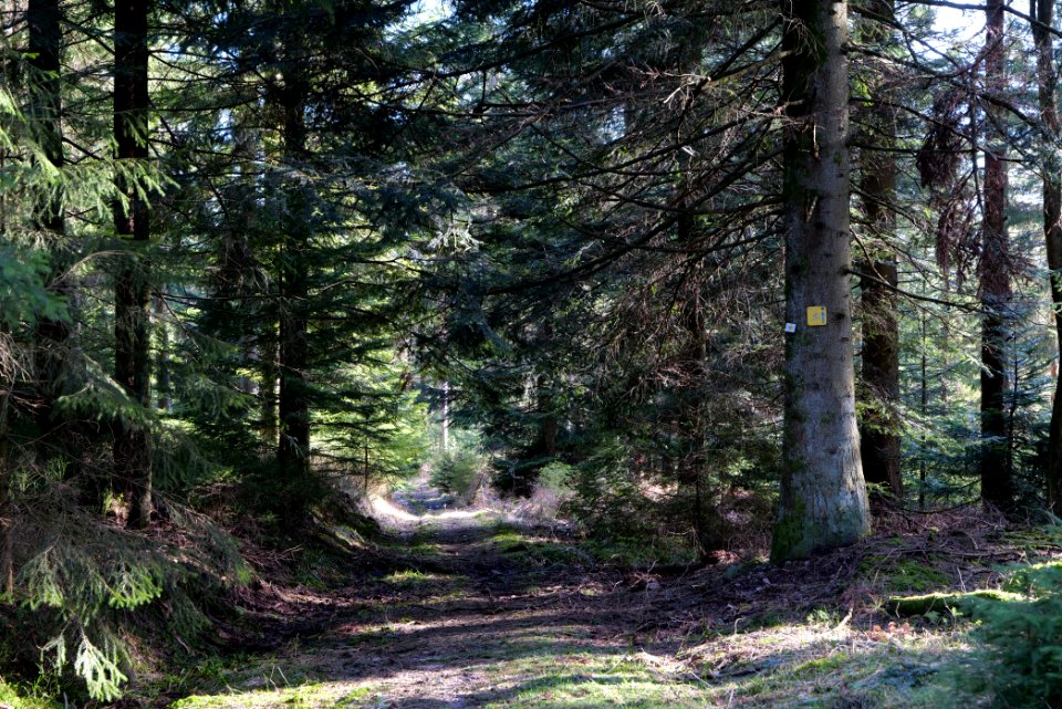 Kirchweg Northern Black Forest 2020-03-15 29