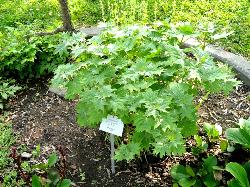 Kirengeshoma palmata - Botanischer Garten Freiburg - DSC06398