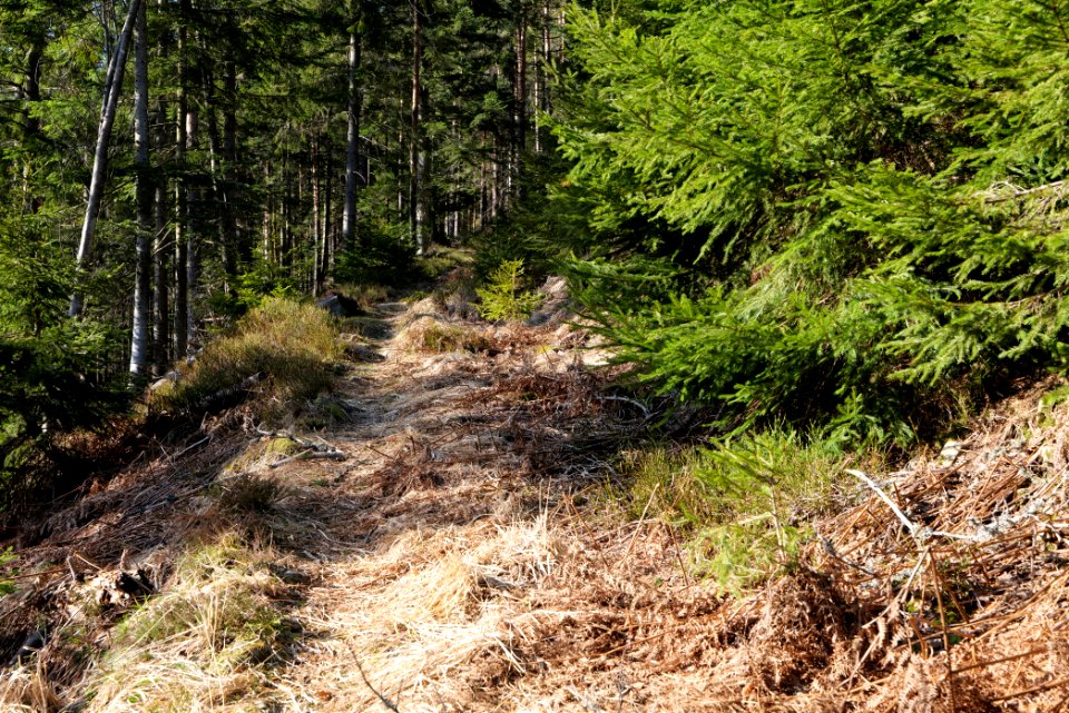Kirchweg Northern Black Forest 2020-03-15 15