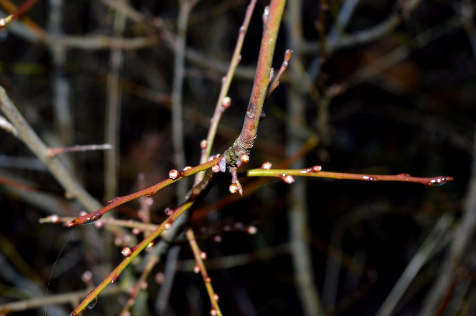 Kirschpflaume 2015-12-31 15-43-50