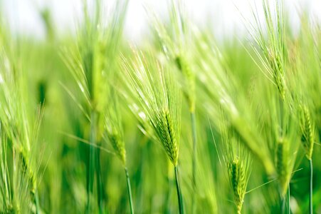 Field wheat spring