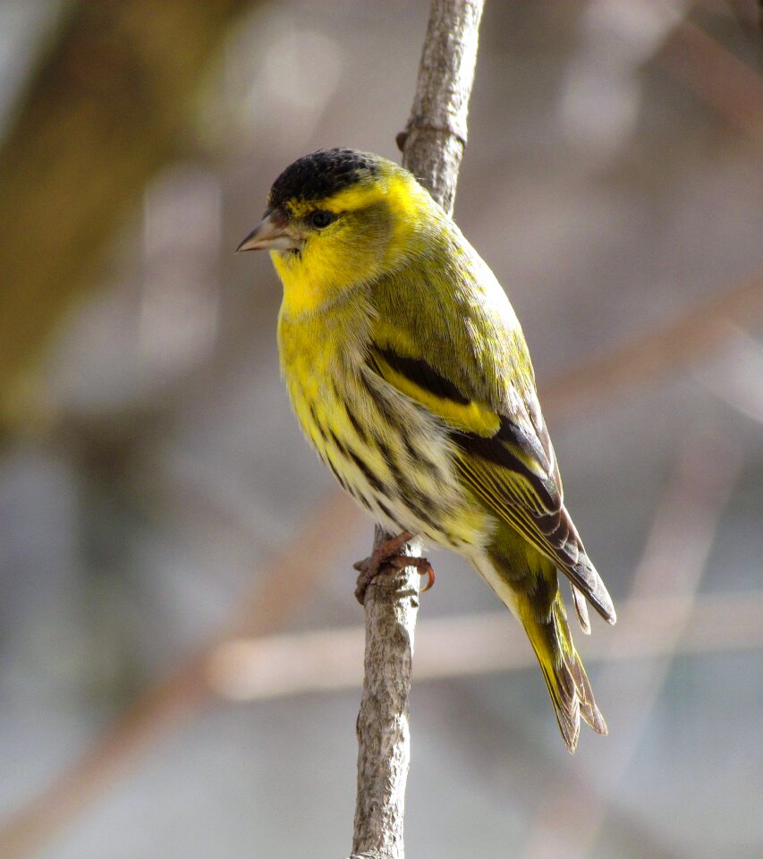 Passerine eurasian siskin sprig