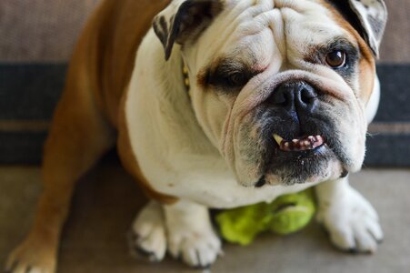 Canine animal pet