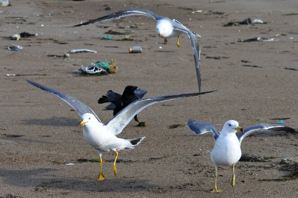 Seagull seabird wild animal