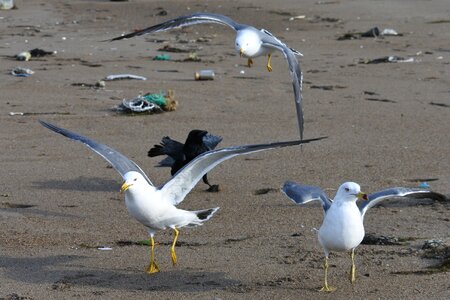 Seagull seabird wild animal