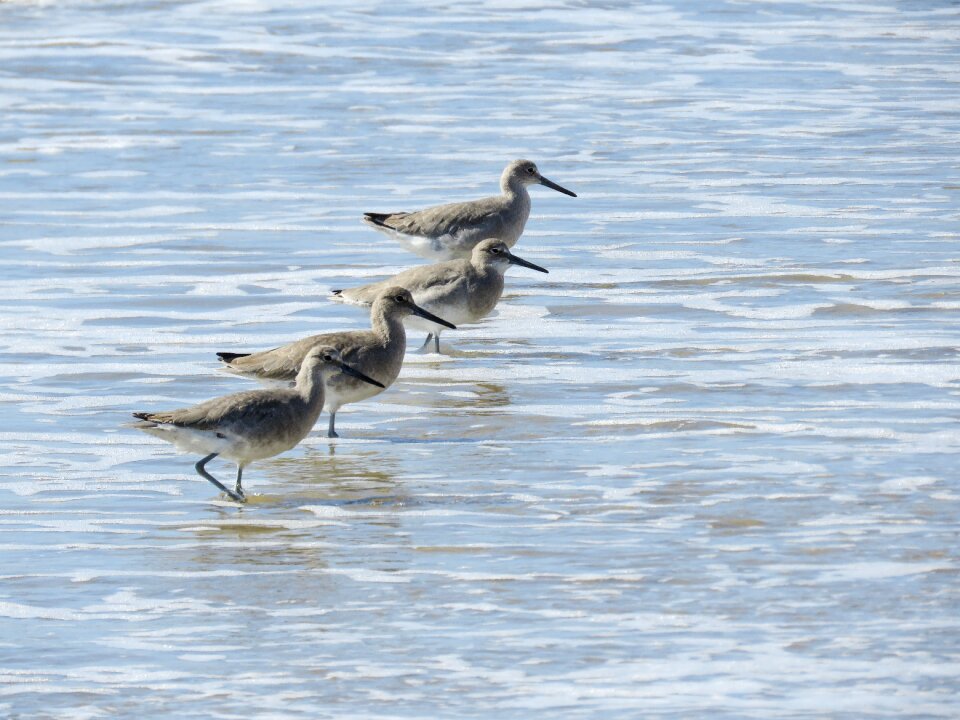 Sanderlings ocean tide