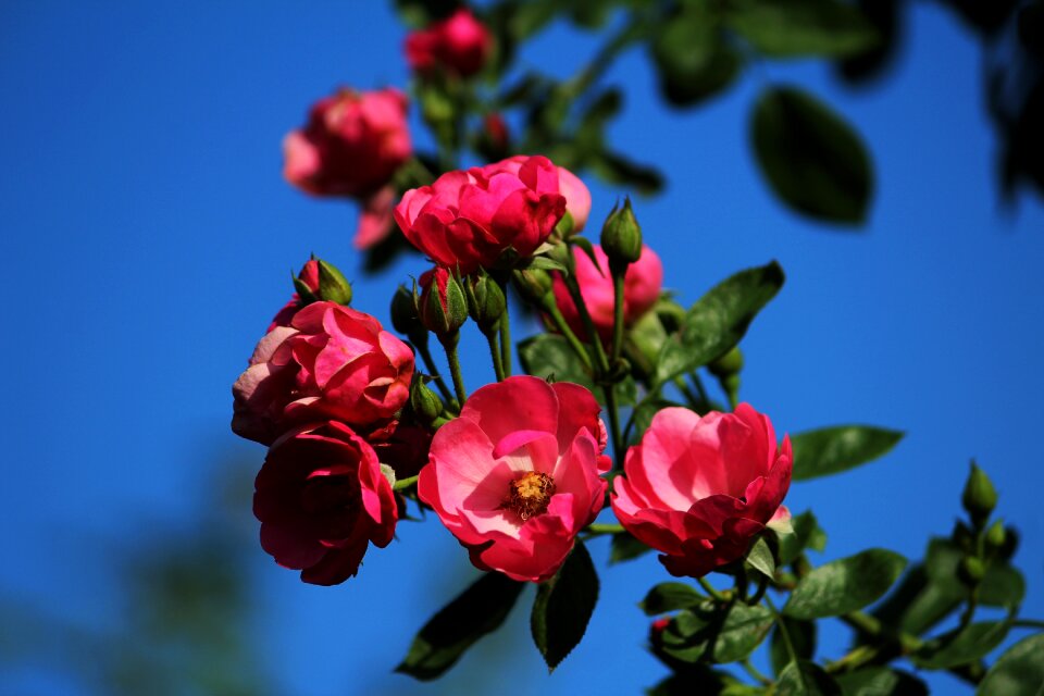 Angela pink plant