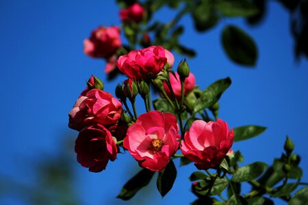 Angela pink plant