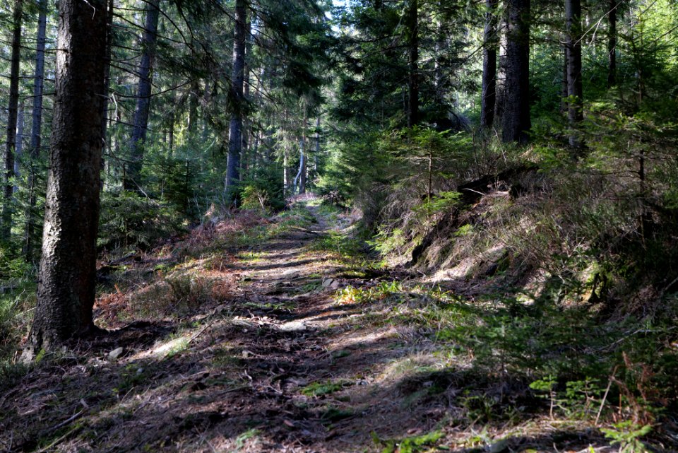 Kirchweg Northern Black Forest 2020-03-15 28