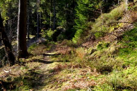 Kirchweg Northern Black Forest 2020-03-15 20