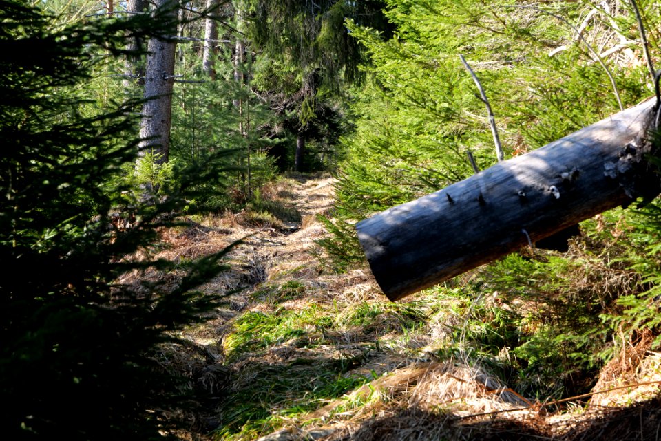 Kirchweg Northern Black Forest 2020-03-15 11